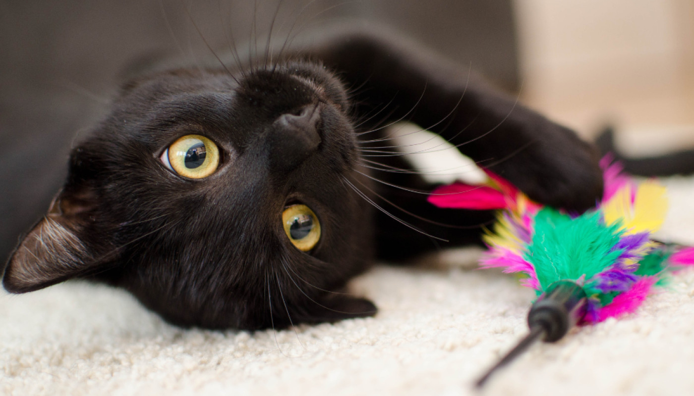 Jeux interactif pour chat : pourquoi sont-ils essentiels pour son équilibre ?